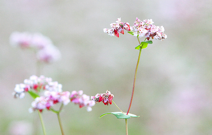 Experience northern Vietnam’s enchanting buckwheat harvest